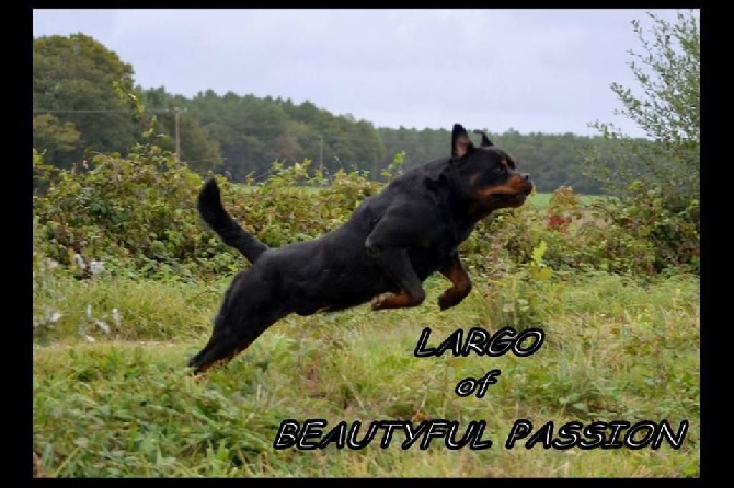 Of Beautiful Passion - largo