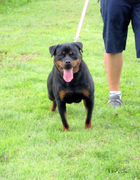 Bess zara cro rott