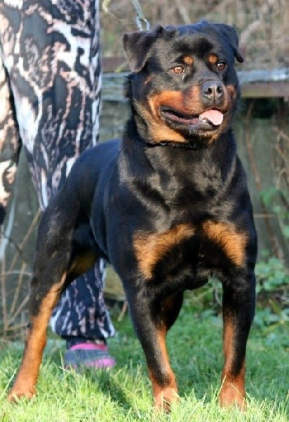 Bess zara cro rott